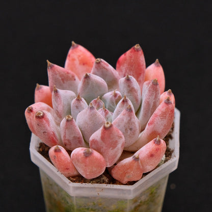 Echeveria Bijou Korean Succulent Plant