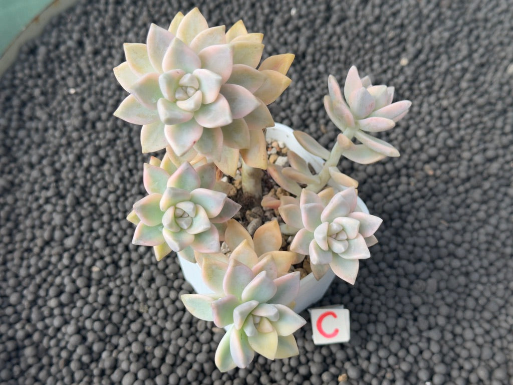 variegated ghost plant succulent Variegated Graptosedum Ghosty Imported Succulent Plant – Succielife