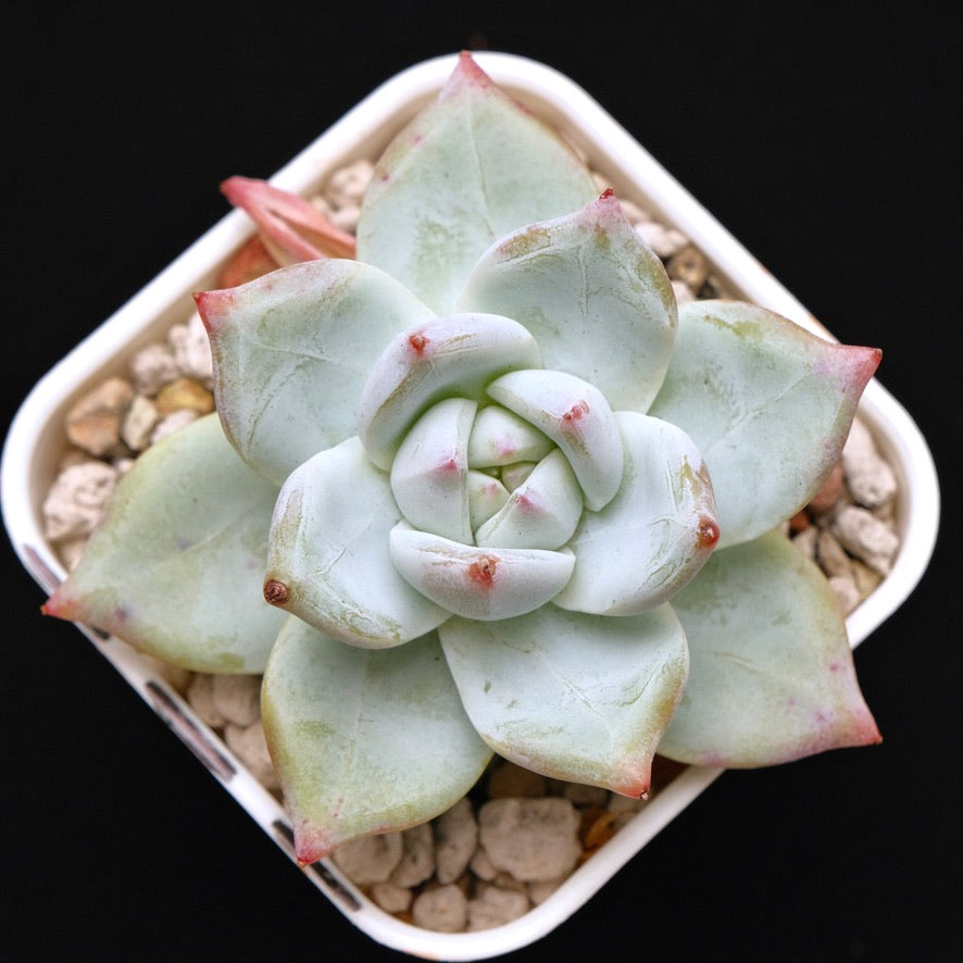 Echeveria colorata hybrid Korean Succulent Plant