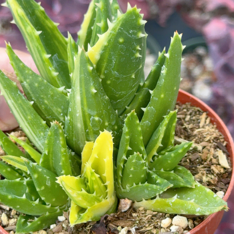 Variegated Aloe nobilis Succulent Plant