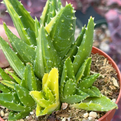 Variegated Aloe nobilis Succulent Plant