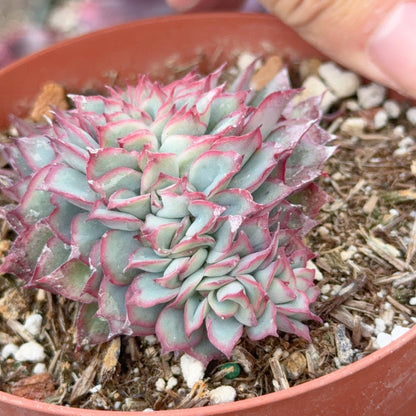 Crested Echeveria Esther Succulent Plant