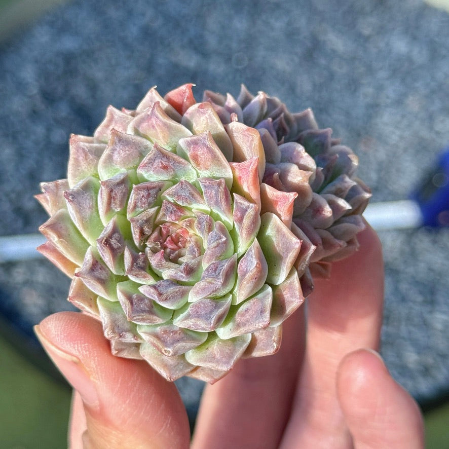 Echeveria Hearts Choice Succulent Plant