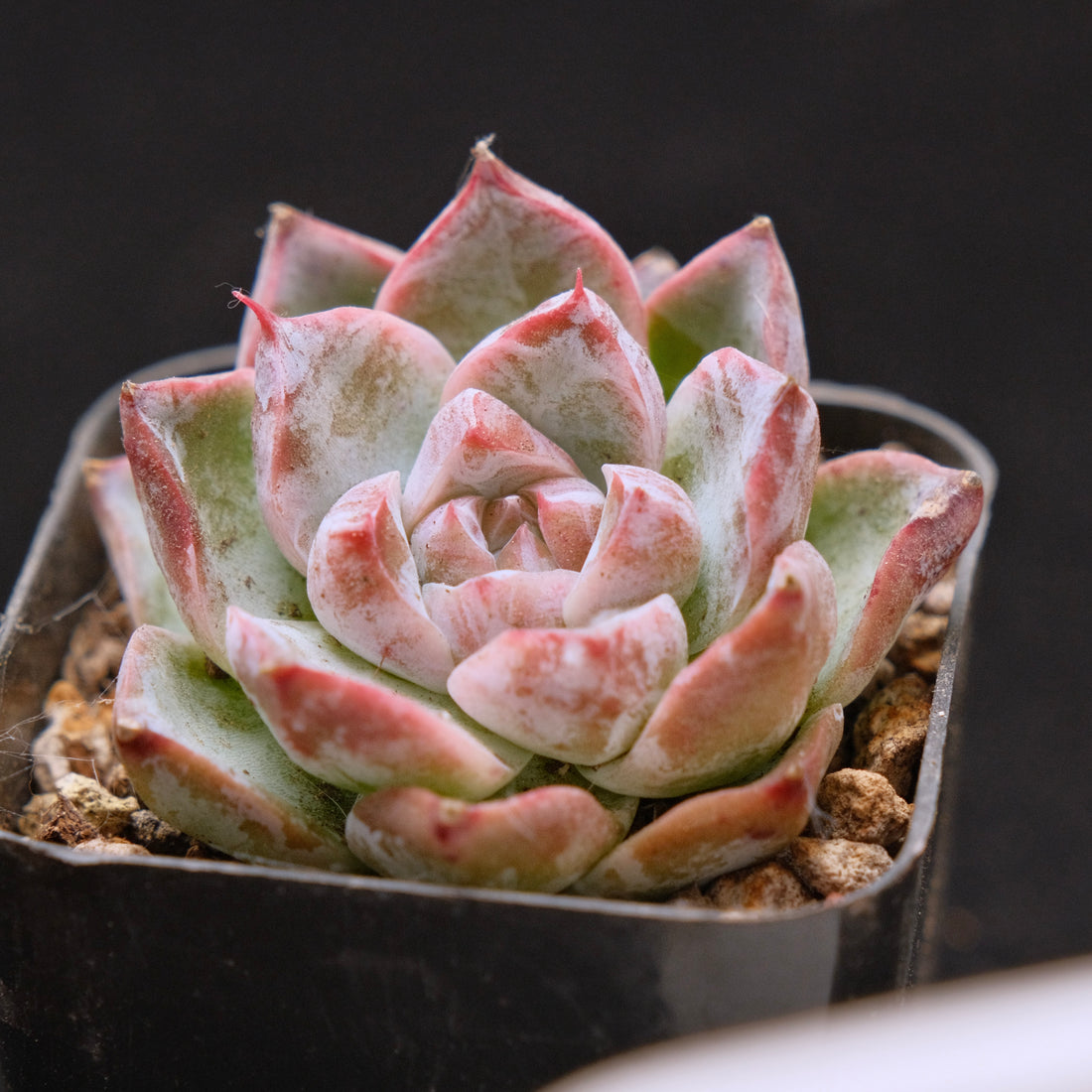 Facety Echeveria hybrid Korean Succulent Plant