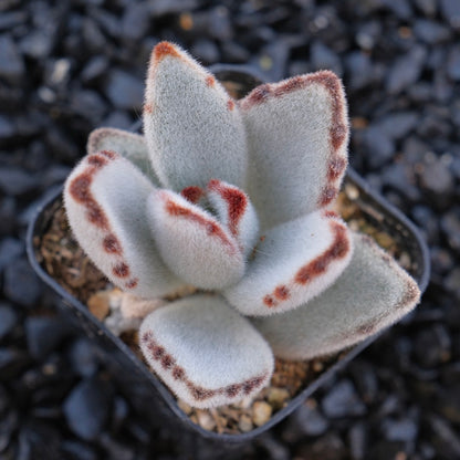 Kalachoe tomentosa Locally Grown Succulent Plant Panda Plant