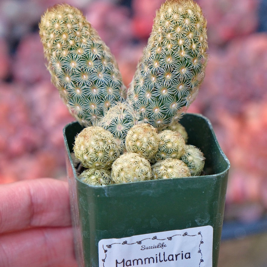 Mammillaria elongata Succulent Plant