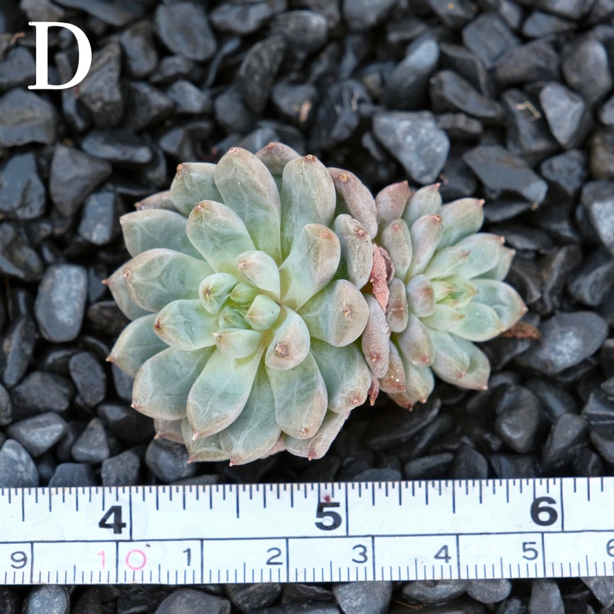 Echeveria Anthony Quinn D Korean Imported Succulent Plant