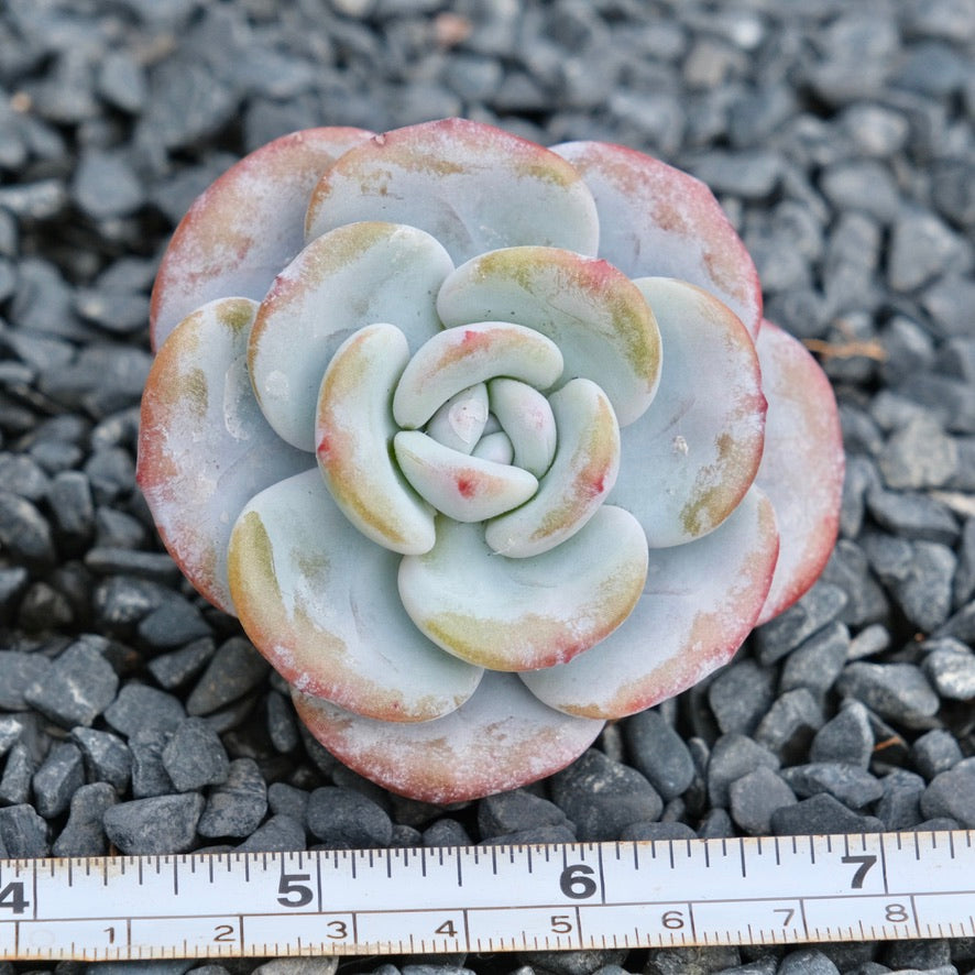 Echeveria laui Imported Succulent Plant