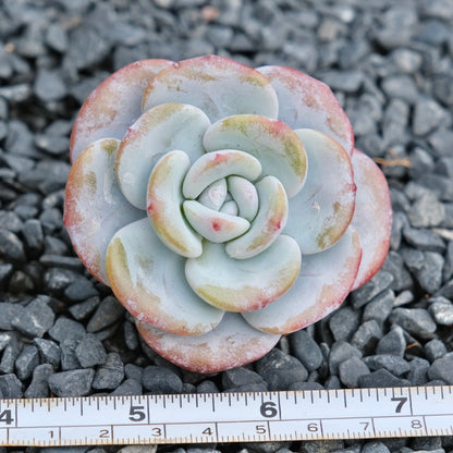 Echeveria laui Imported Succulent Plant