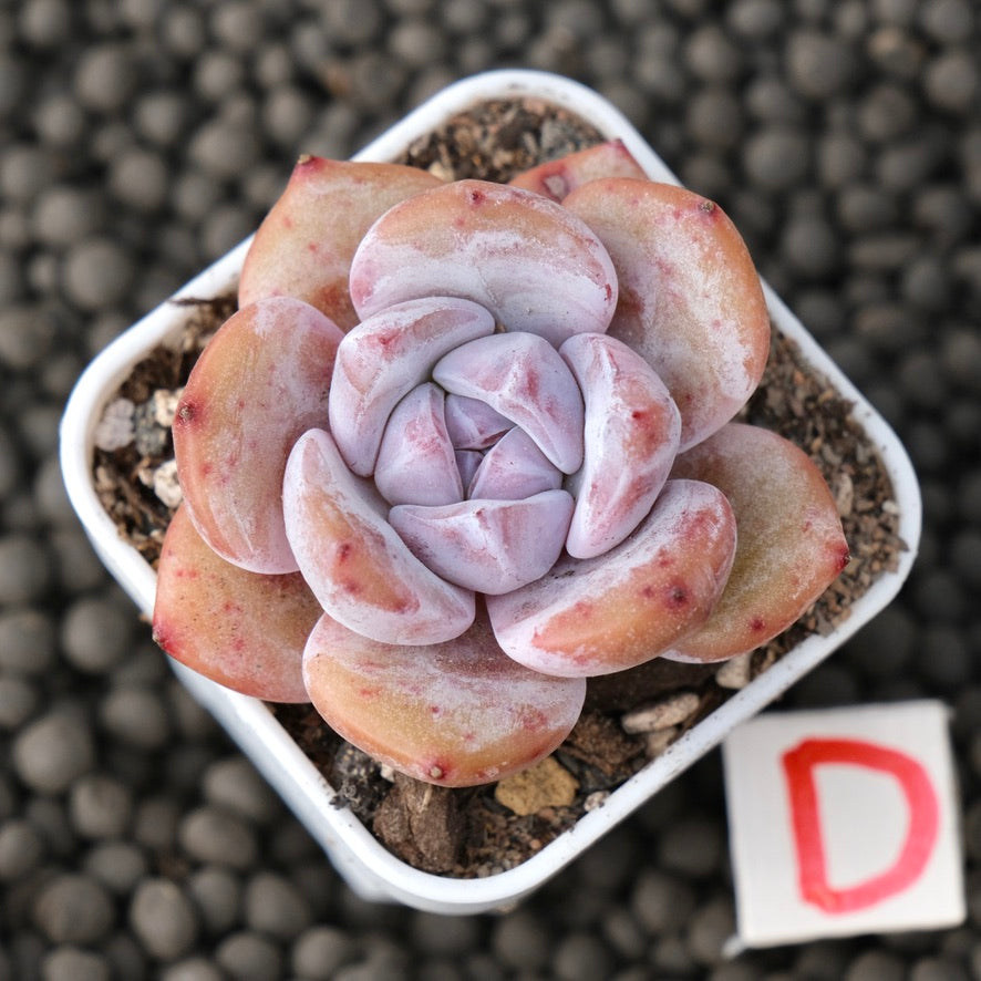 Echeveria Snow White Imported Succulent Plant