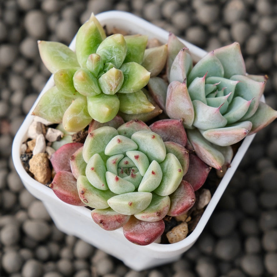 Mixed Baby Pot Korean Succulent Plant