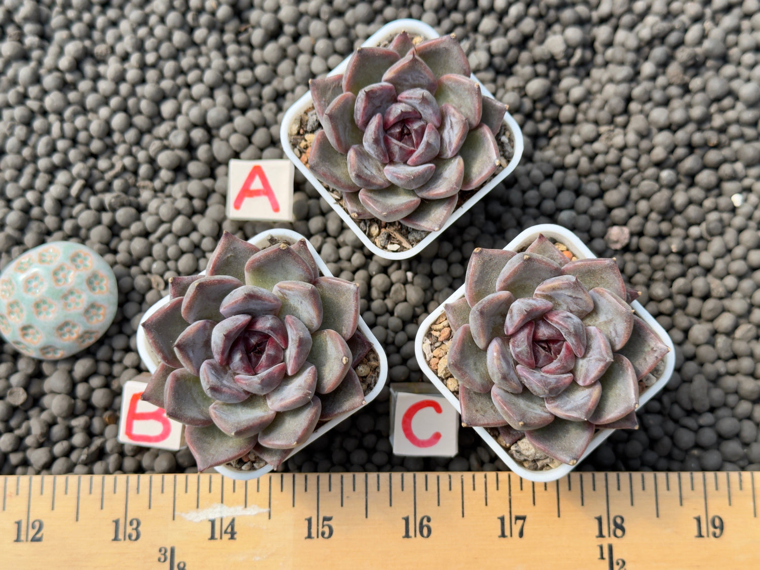 Echeveria Magenta Korean Succulent Plant