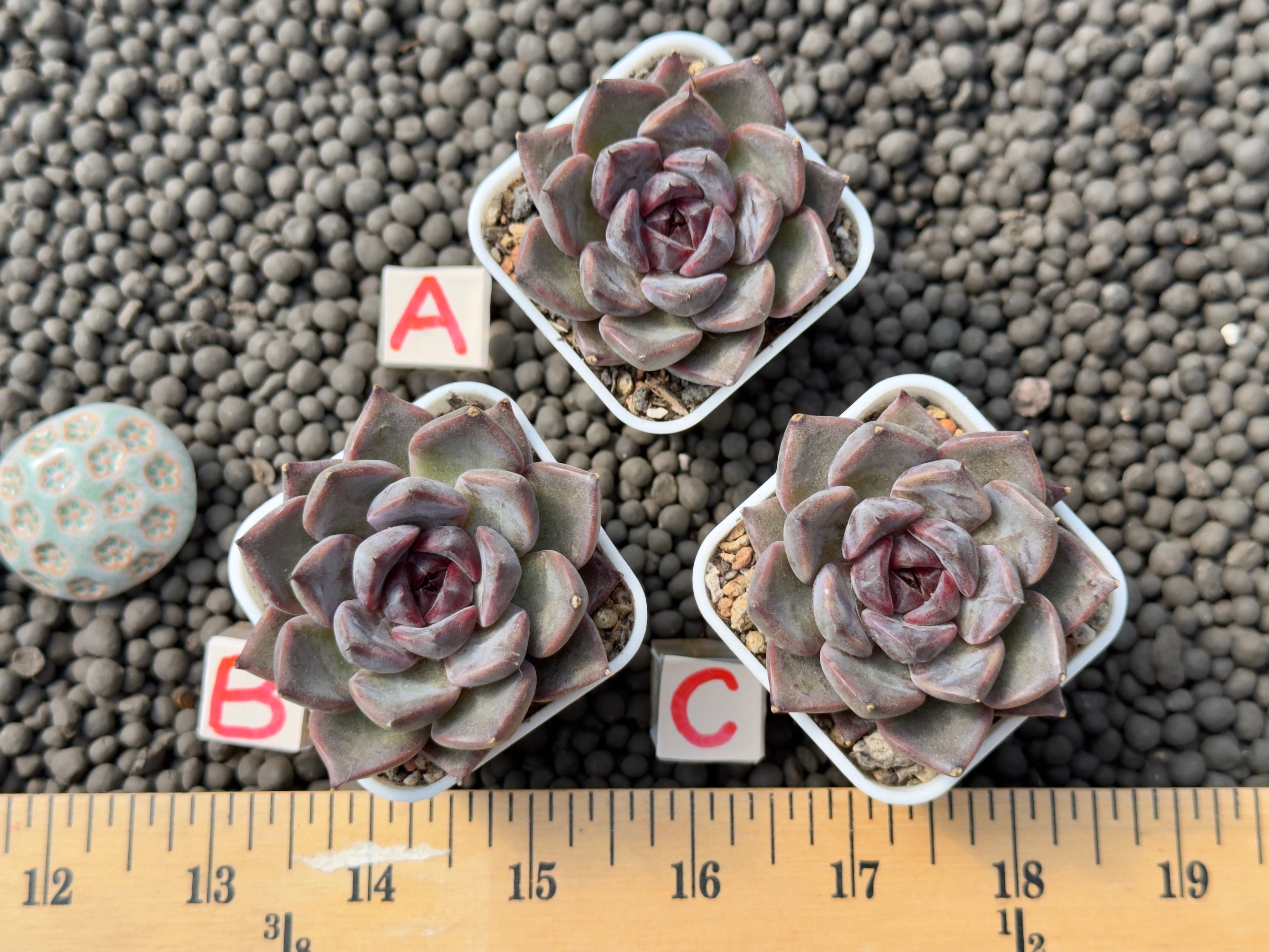 Echeveria Magenta Korean Succulent Plant