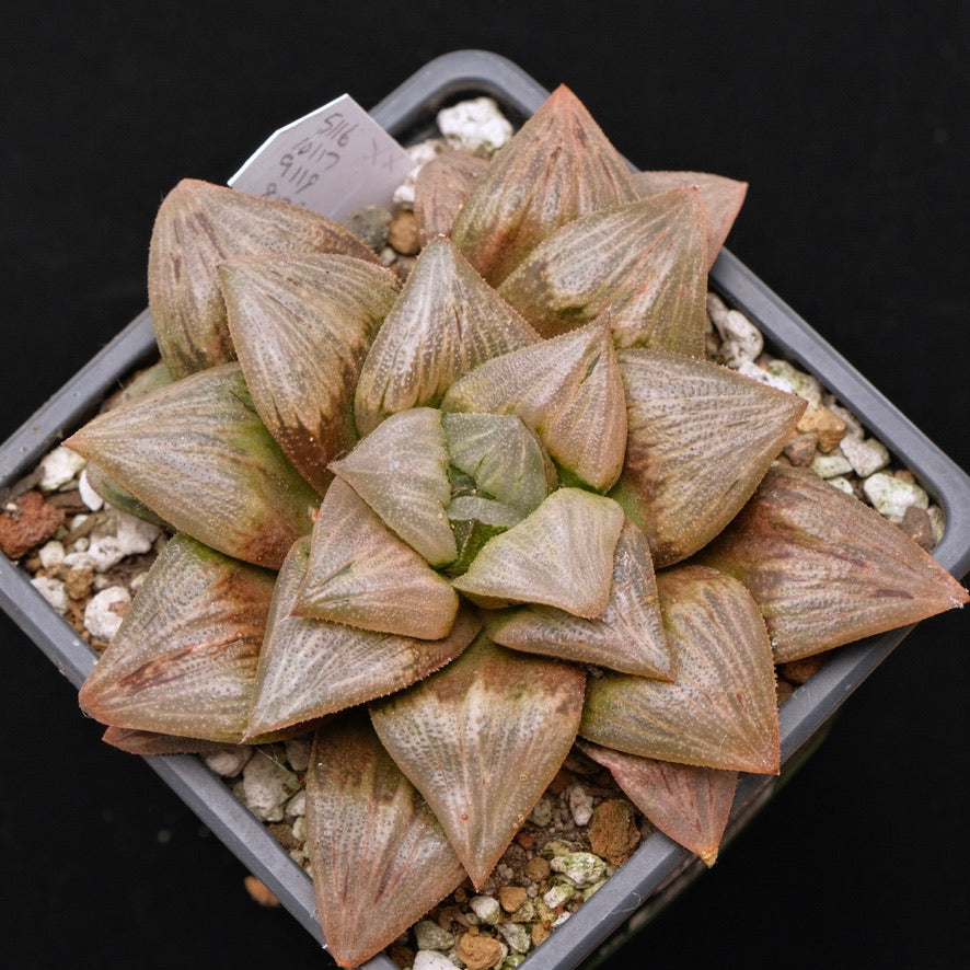 BIG Jim Smith Haworthia Hybrid Succulent Plant