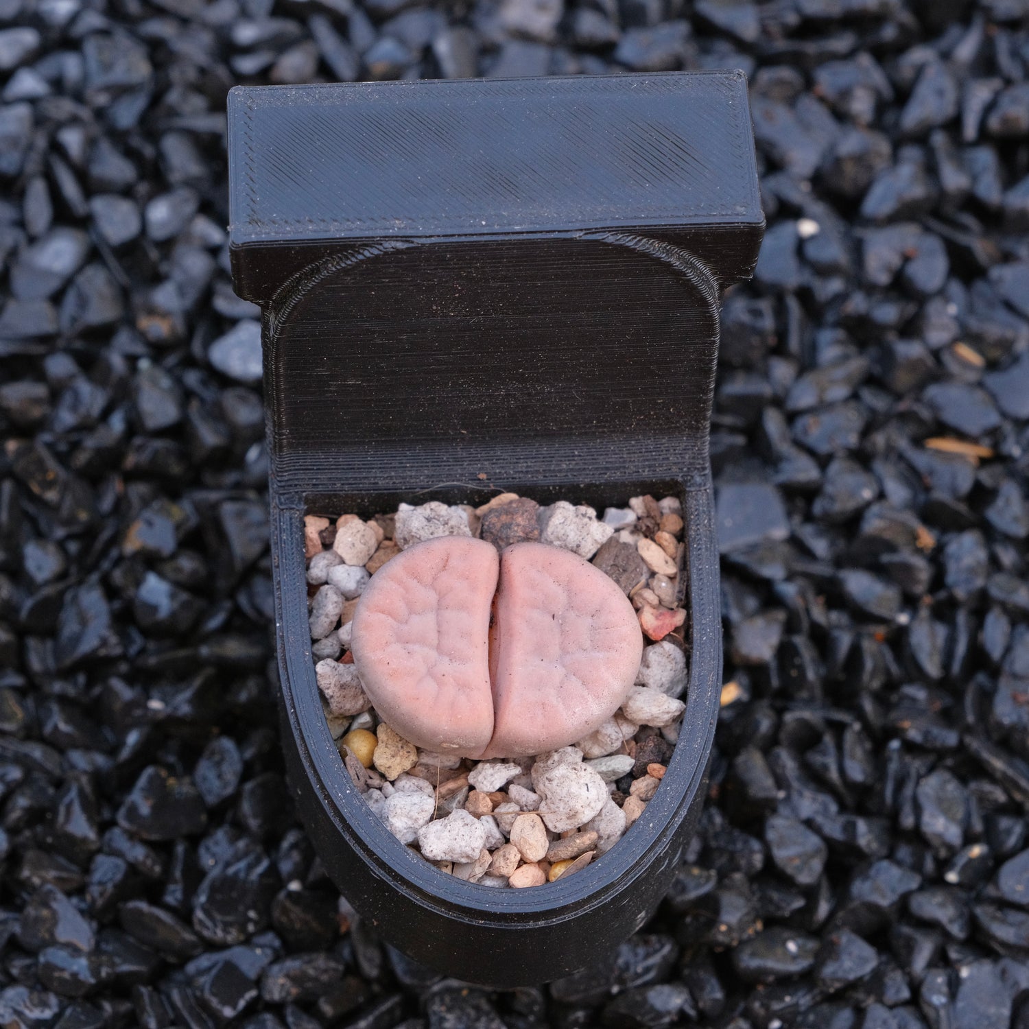 Lithops and Toilet Pot Locally Grown Succulent Plant