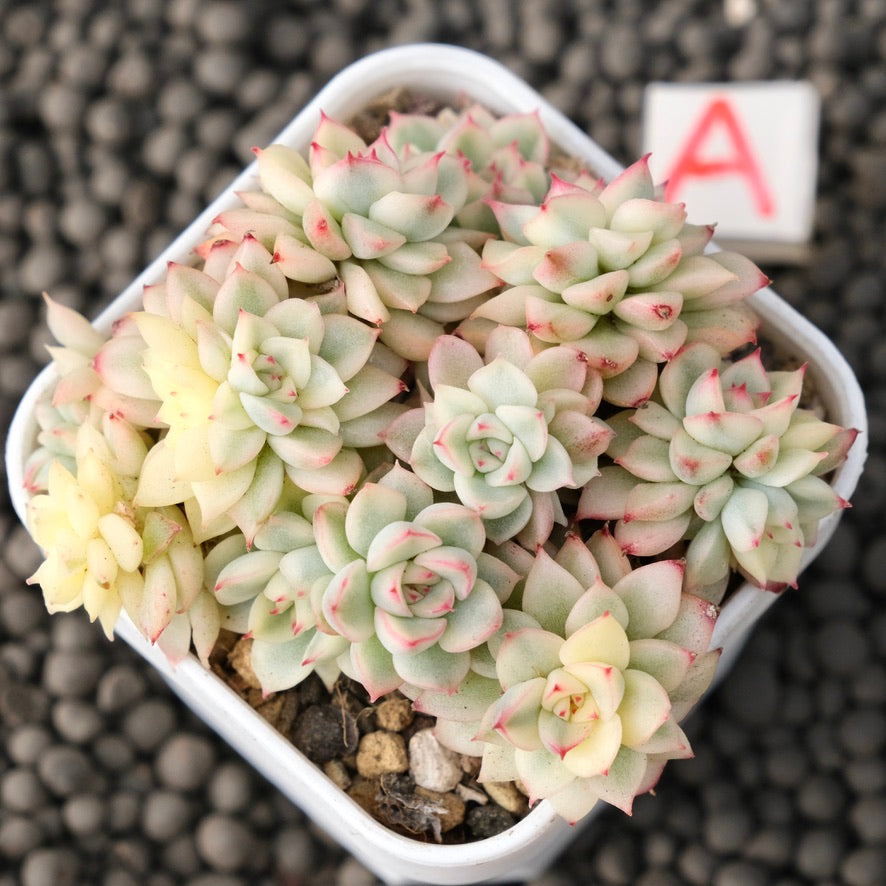 Variegated Echeveria Mebina Imported Succulent Plant