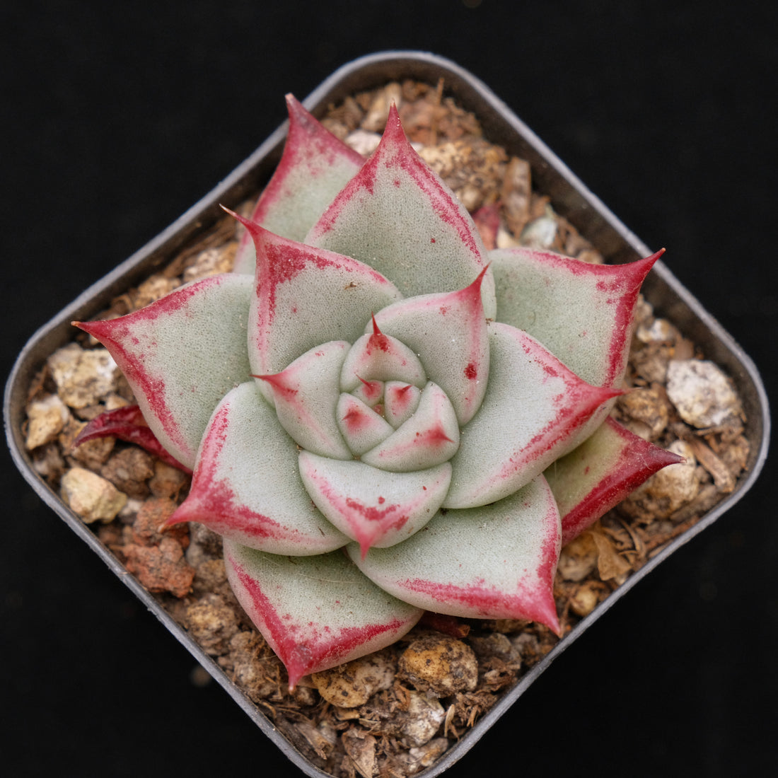 Echeveria Ebony hybrid Succulent Plant
