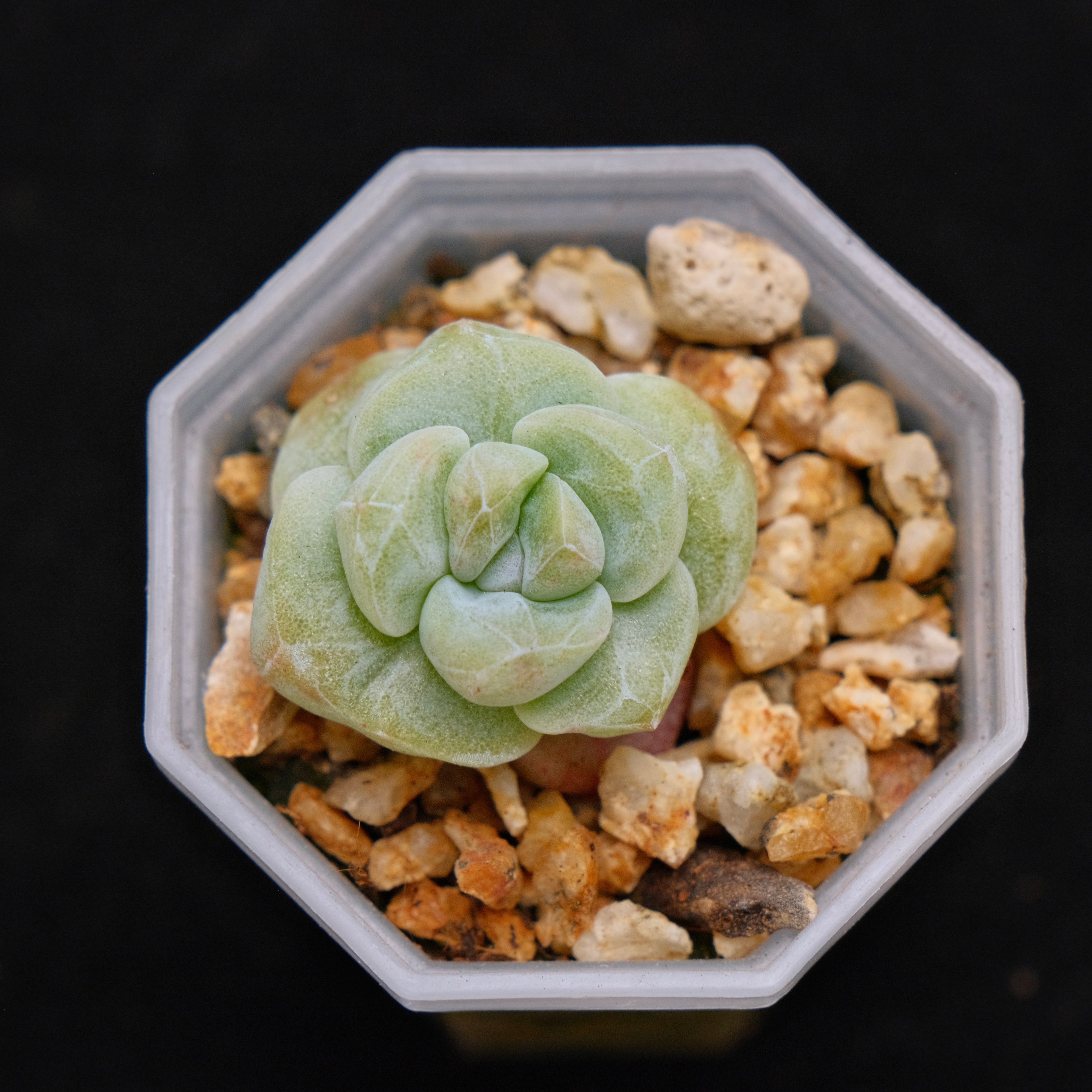 Monstrose Echeveria Ice Green baby Korean Succulent Plant