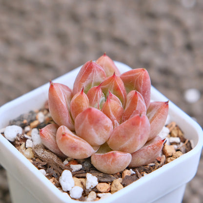 Echeveria Banksy (hwaga hybrid) Korean Succulent Plant - D