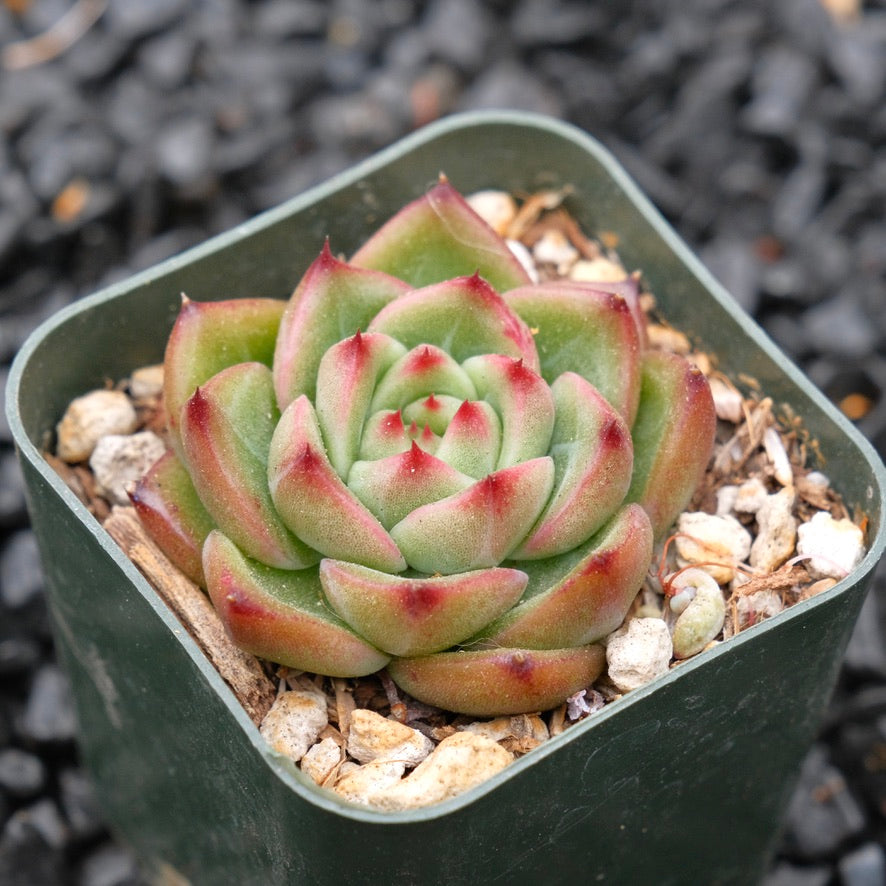 Echeveria Shallot Korean Succulent Plant