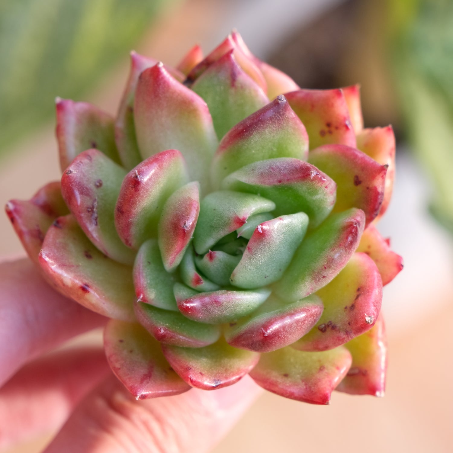 Lightly Variegated Agavoides hyb Korean Succulent Plant