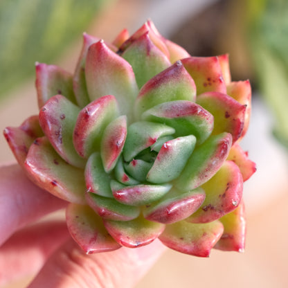 Lightly Variegated Agavoides hyb Korean Succulent Plant