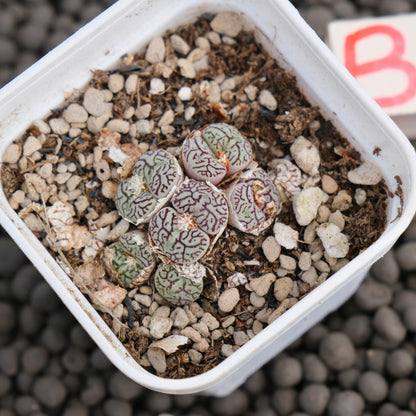 Conophytum minimum wittebergense Imported Succulent Plant