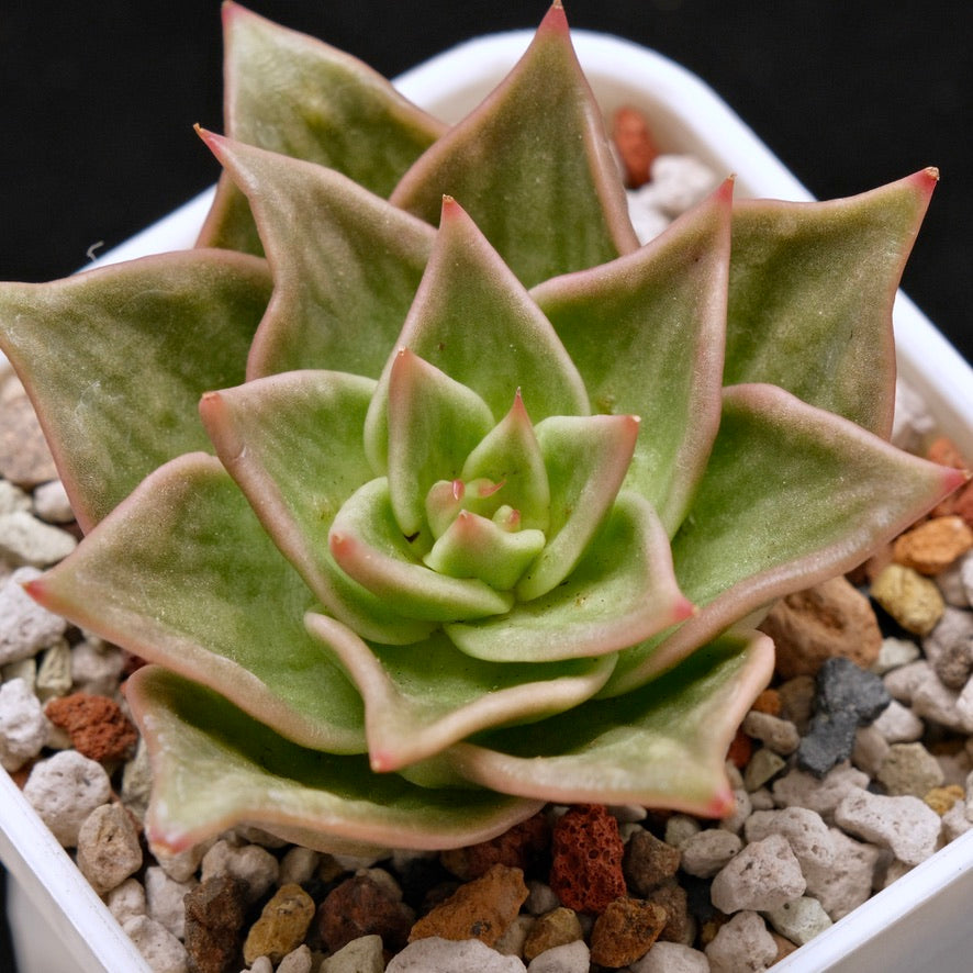 Variegated Echeveria Jade Star Korean Succulent Plant 玉星锦