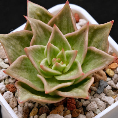 Variegated Echeveria Jade Star Korean Succulent Plant 玉星锦
