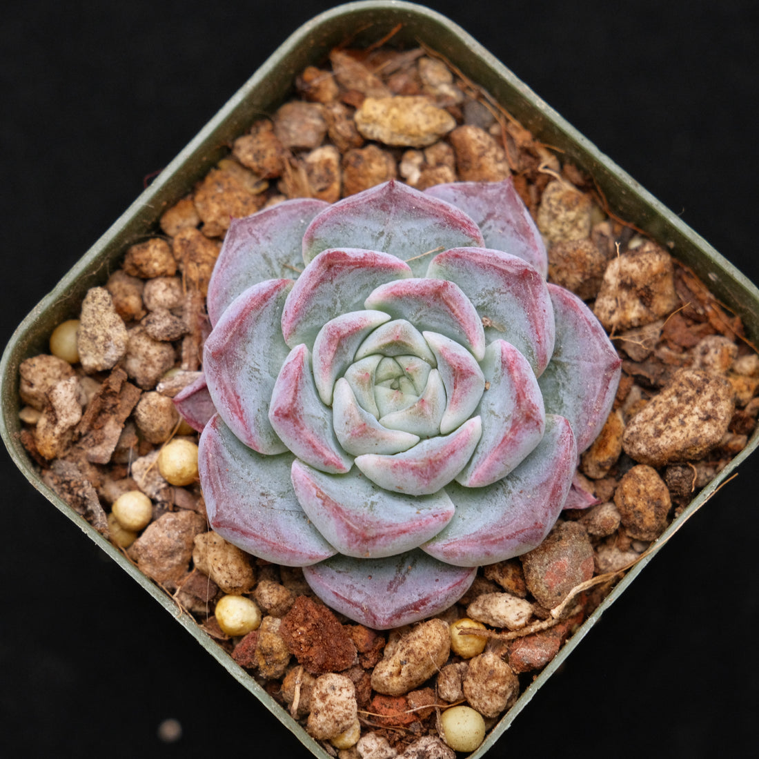 Echeveria Sarahime x Gilo Korean Succulent Plant Changhee hybrid