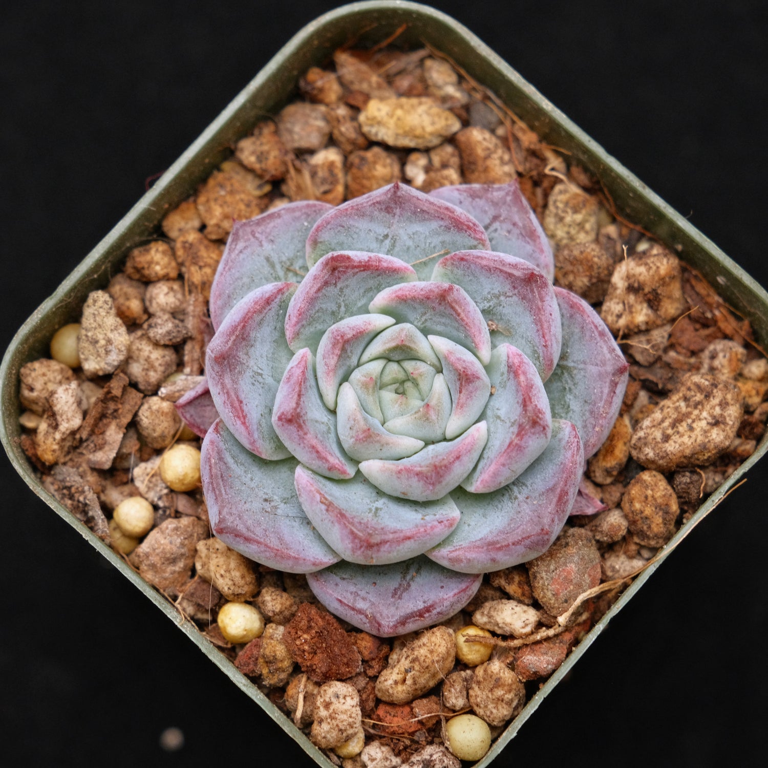Echeveria Sarahime x Gilo Korean Succulent Plant Changhee hybrid