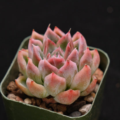 Echeveria Meisei Korean Succulent Plant