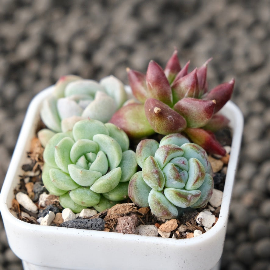 Mixed Baby Pot Korean Succulent Plant