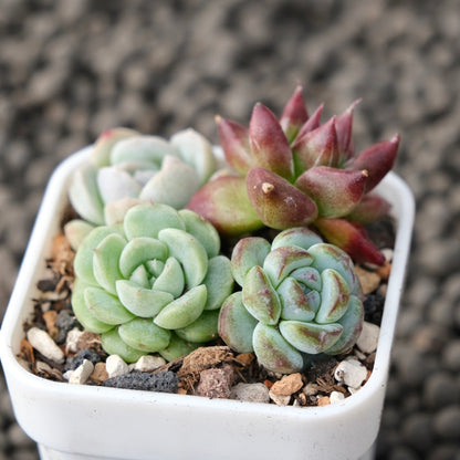 Mixed Baby Pot Korean Succulent Plant