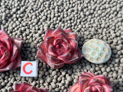 Echeveria agavoides Romeo Imported Succulent Plant