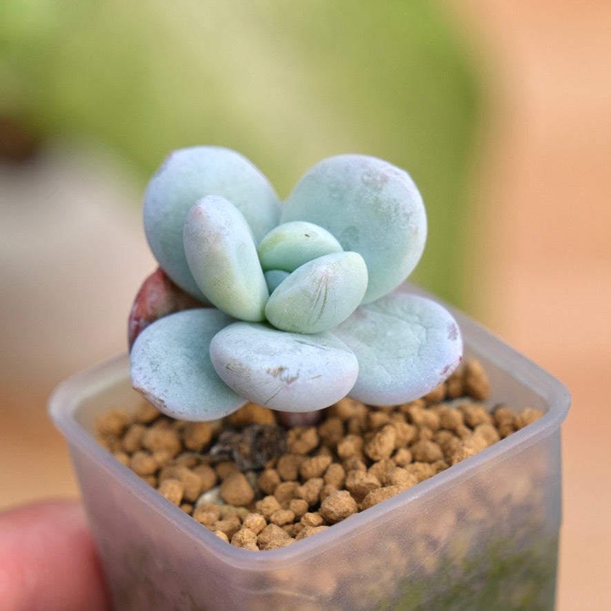 korean succulent pots Jeronimoa Cuicatecana Korean Succulent Plant – Succielife