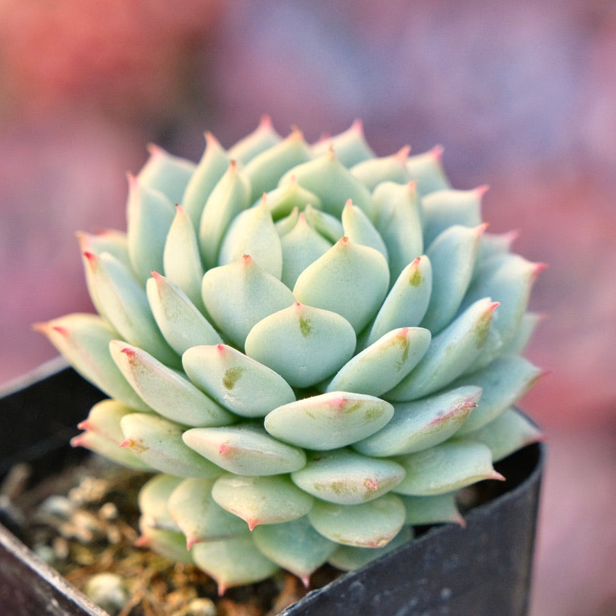 Echeveria derenbergii Succulent Plant