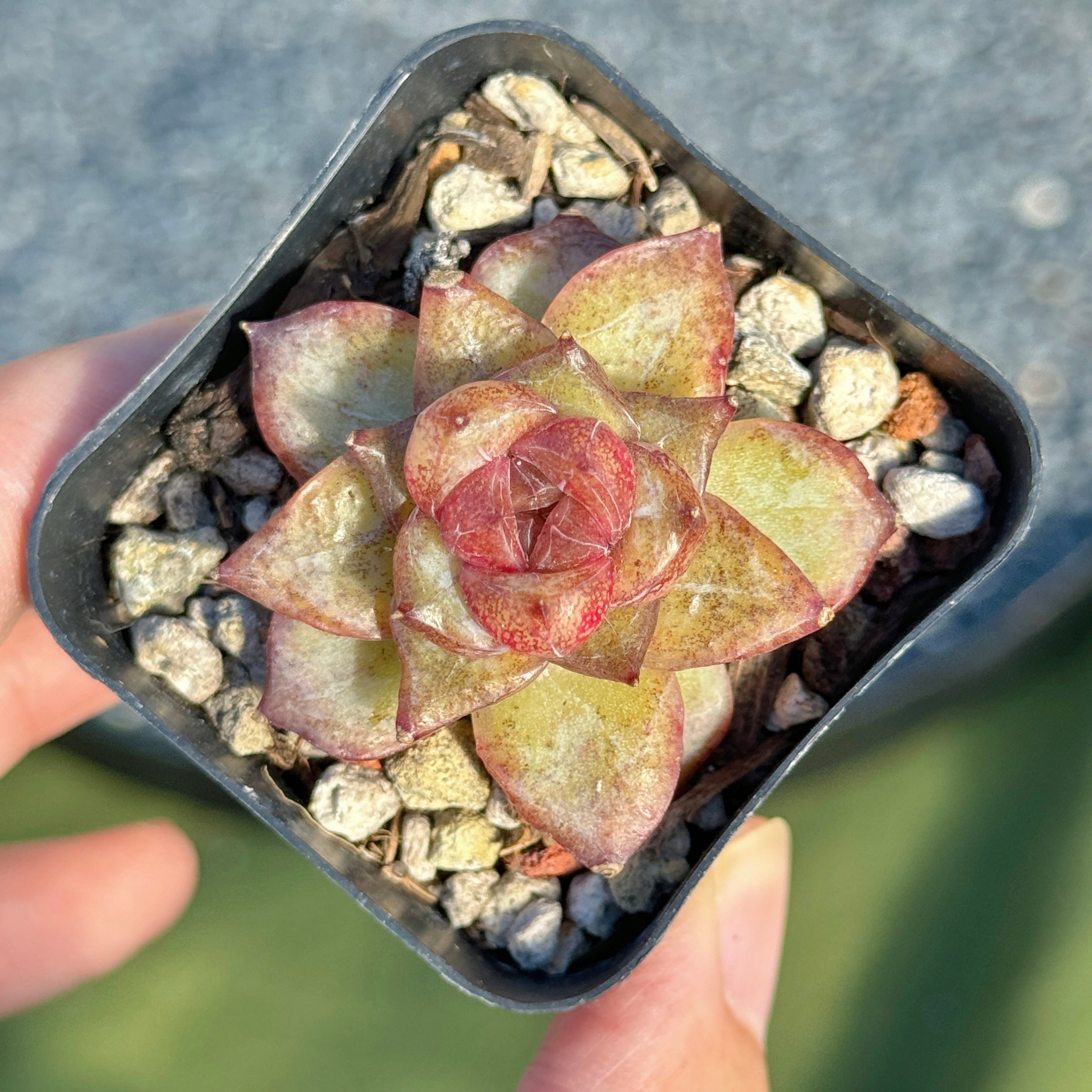 Echeveria Organic Pink Korean Succulent Plant