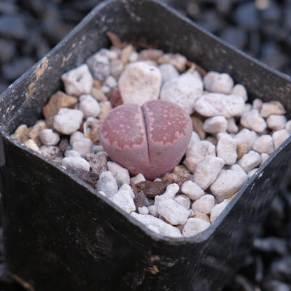 Lithops Locally Grown Succulent Plant