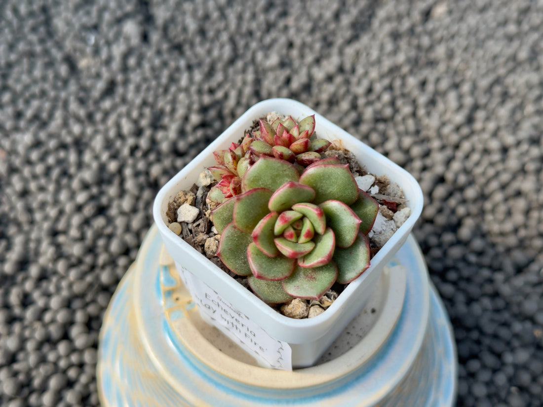 Echeveria Play with Fire Korean Succulent Plant