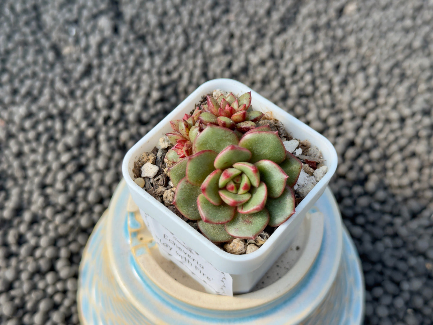 Echeveria Play with Fire Korean Succulent Plant