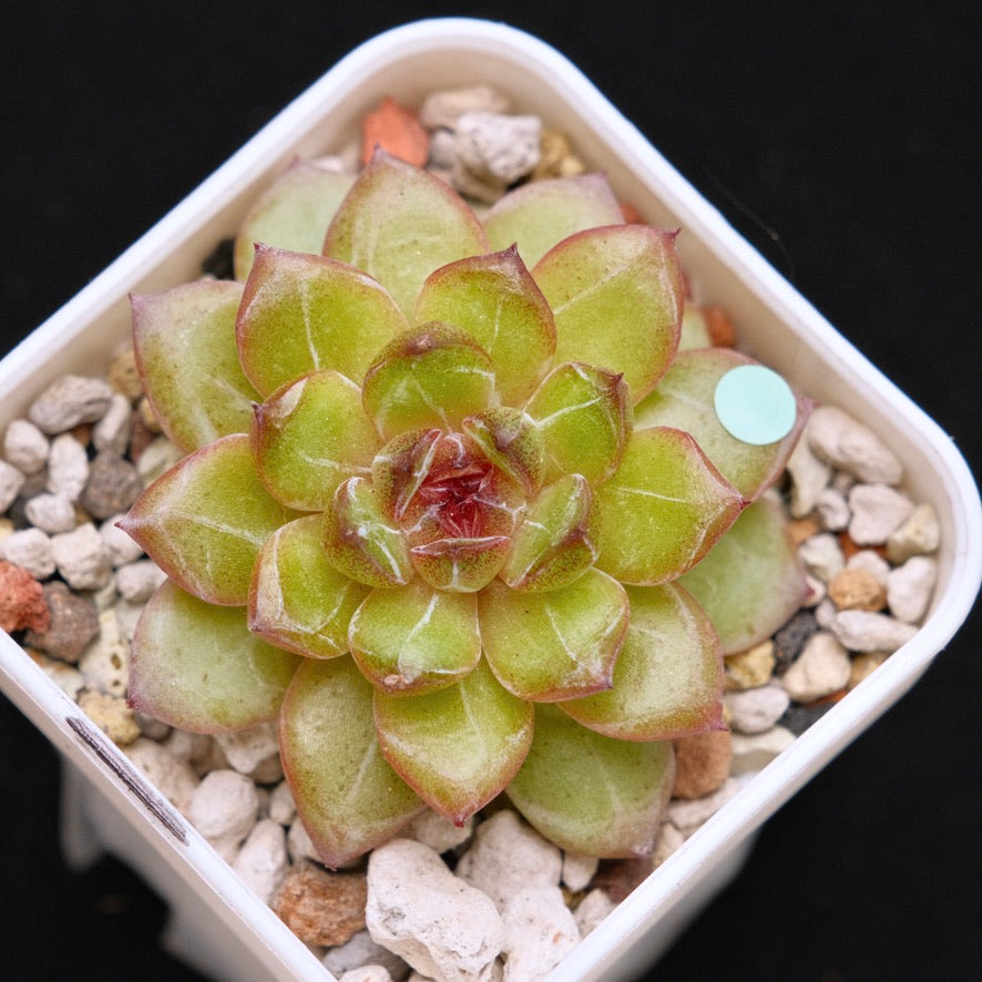Echeveria Black Champagne Korean Succulent Plant