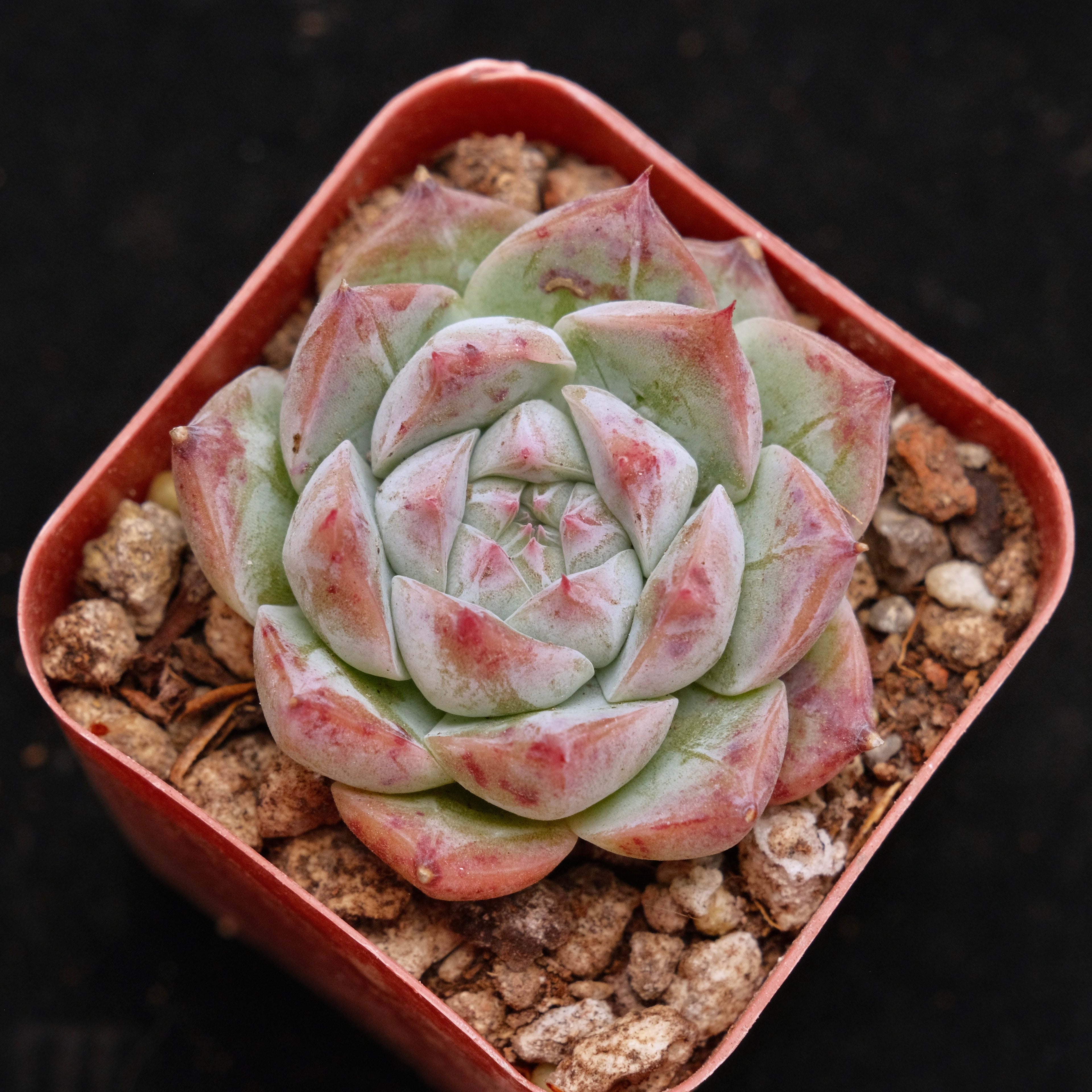 Echeveria Royal Star Korean Succulent Plant