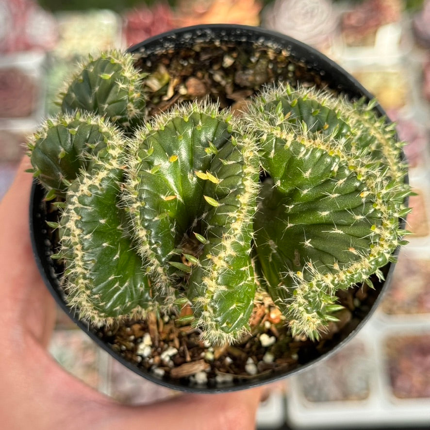 Opuntia subulata cristata Succulent Plant