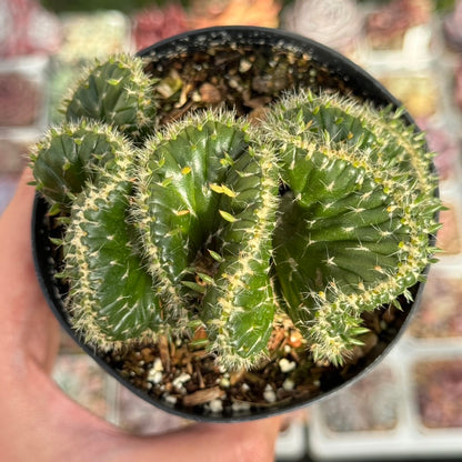 Opuntia subulata cristata Succulent Plant