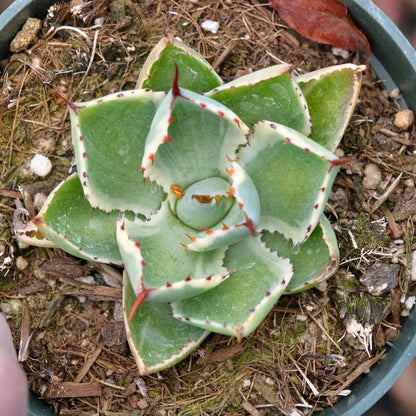 Variegated Agave Cream Spike Succulent Plant