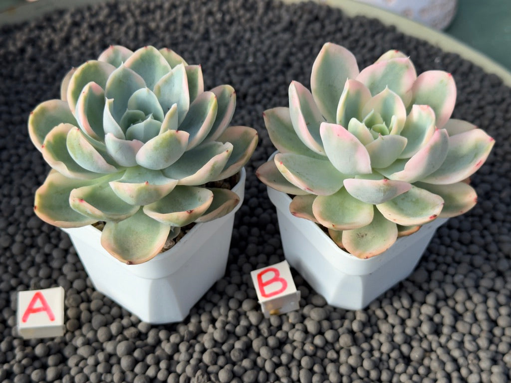 Variegated Echeveria Pink Vera Imported Succulent Plant