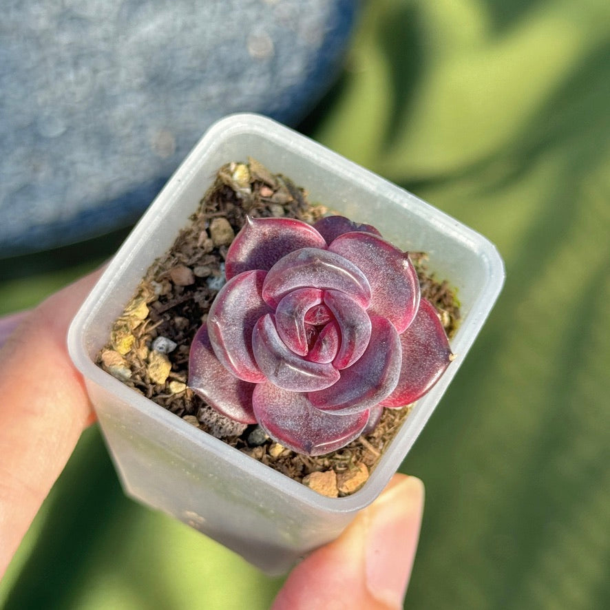 Echeveria Black Pink baby Korean Succulent Plant Changee hybrid