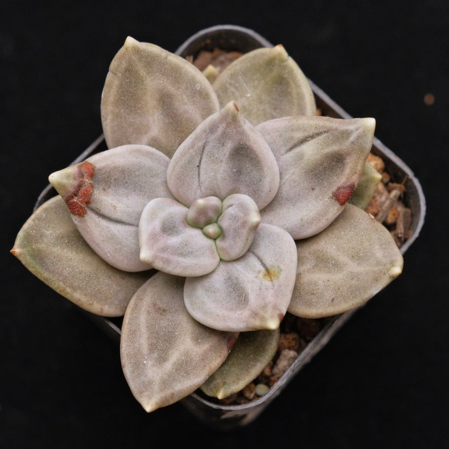 Echeveria xichuensis Korean Succulent Plant