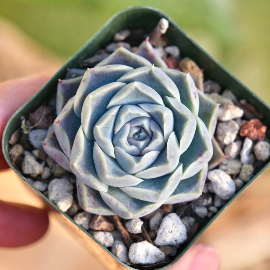 Echeveria Helena Korean Succulent Plant
